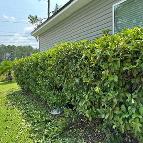 Bush Trimming by We Cut Lawns reviewed on August 18, 2025