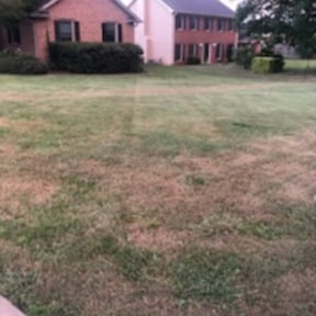 Bush Trimming by Aguilar Landscaping & Tree Services LLC reviewed on August 18, 2025