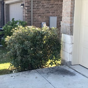Bush Trimming by Lou Tel Landscaping and Design reviewed on August 17, 2025