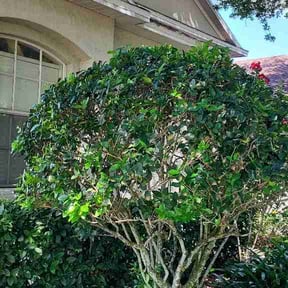 Bush Trimming by The Lawn Barbers STC LLC reviewed on July 1, 2026