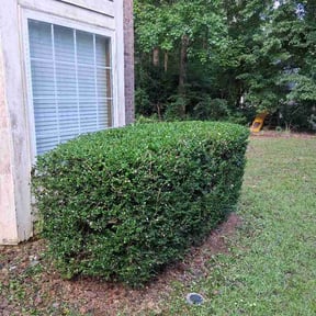Bush Trimming by Well To Do LLC reviewed on June 19, 2026