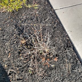 Bush Trimming by AMERICA'S BEST LAWN SERVICE LLC reviewed on August 19, 2025