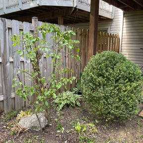 Bush Trimming by Deer Creek Landscaping & Grounds Management LLC reviewed on August 16, 2025