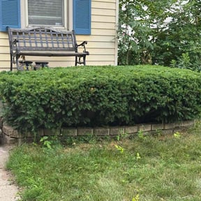 Bush Trimming by Top Turf L.L.C reviewed on August 17, 2025