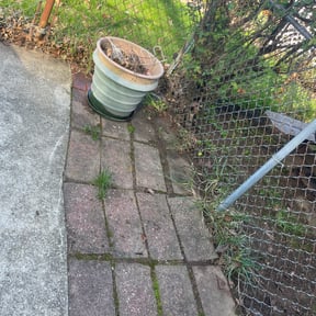 Leaf Removal by YFC Lawn Care and Maintenance reviewed on September 25, 2025