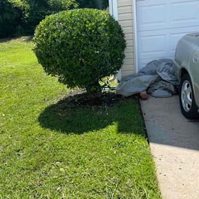Bush Trimming by Jhon's Landscaping reviewed on August 16, 2025