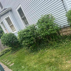 Bush Trimming by Home services reviewed on August 20, 2025