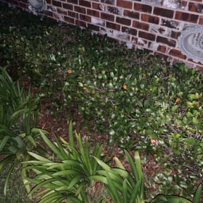 Bush Trimming by MO Lawn Care reviewed on August 18, 2025