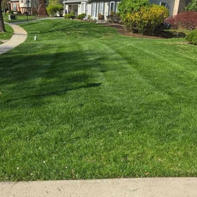 turf maintenance by Eco Landscape & Design reviewed on July 4, 2025