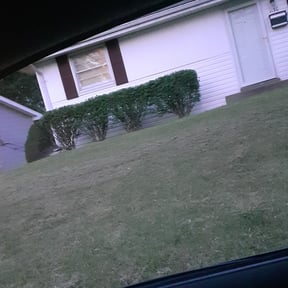 Bush Trimming by HP Lawn Services reviewed on August 19, 2025