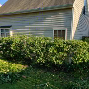 Bush Trimming by Clarks lawn care  reviewed on April 10, 2024