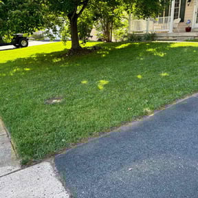 grass cutting by lone wolf services reviewed on May 7, 2022