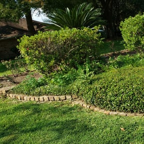 Bush Trimming by Leneirs Landscaping reviewed on August 17, 2025