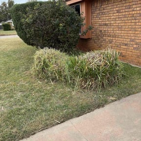 Bush Trimming by iFixPhx Handyman and Property Care reviewed on December 2, 2025