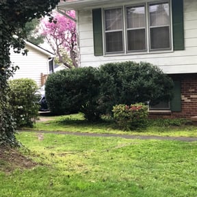Bush Trimming by mark's lawncare reviewed on August 16, 2025