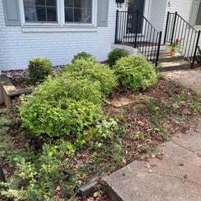 Bush Trimming by Amaya Landscaping reviewed on November 21, 2025