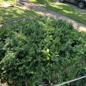 Bush Trimming by Bernal landscaping reviewed on August 15, 2025