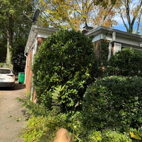 Bush Trimming by Snipes Construction Company LLC reviewed on September 27, 2024