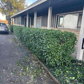 Bush Trimming by Theee A&#039;S landscaping reviewed on November 20, 2025