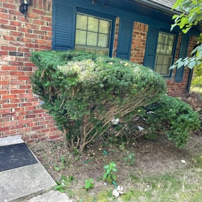 Bush Trimming by GC Lawn Care & Landscaping Services reviewed on August 19, 2025