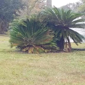 Bush Trimming by Caesar’s Premier Landscaping reviewed on August 21, 2025