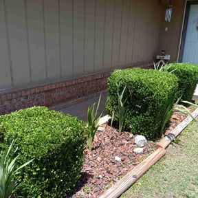 Bush Trimming by Cardos Services LLC reviewed on August 21, 2025
