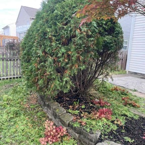 Bush Trimming by Hanahan Lawn Care LLC reviewed on September 11, 2024