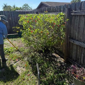 Bush Trimming by Ali's Mowing reviewed on August 15, 2025