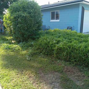 Bush Trimming by Native Landscapes Of Central Florida LLC reviewed on August 16, 2025