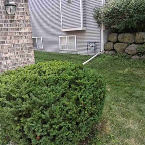 Bush Trimming by The Williams reviewed on October 22, 2025