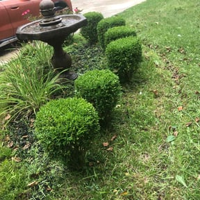 Bush Trimming by Stephen Reynolds reviewed on August 18, 2025