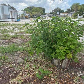 Bush Trimming by J&amp;B mowing reviewed on July 30, 2026