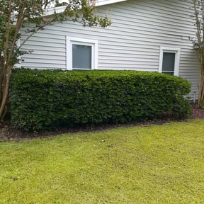 Bush Trimming by Kile & Sons Lawncare reviewed on August 17, 2025