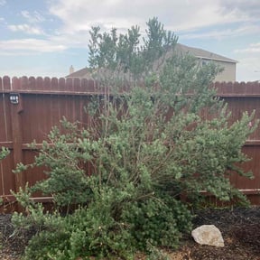 Bush Trimming by Delgado Landscaping LLC reviewed on August 21, 2025