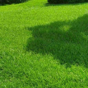 gardening service by Smack Down lawns and tractor services reviewed on August 16, 2025