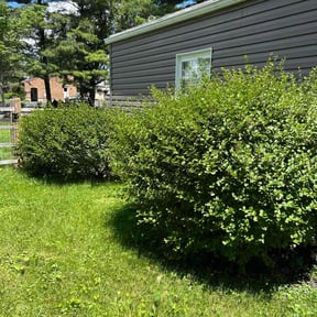 Bush Trimming by Mirraclean Services reviewed on December 17, 2025