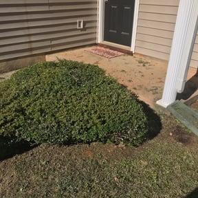 Bush Trimming by Santos Benites Landscaping LLC reviewed on August 19, 2025