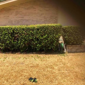 Bush Trimming by B&C Lawn and Landscaping LLC reviewed on August 16, 2025