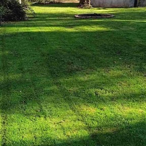 yard service by George's Lawn Care reviewed on August 21, 2025