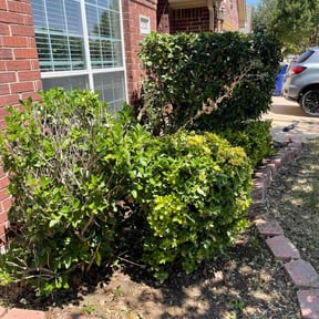 Bush Trimming by 4 seasons landscaping and snow removal reviewed on August 18, 2025