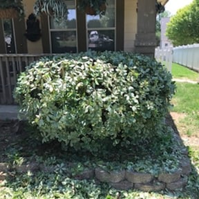 Bush Trimming by Classic Maintenance Services reviewed on August 17, 2025
