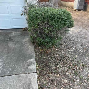 Bush Trimming by AffordableAcres reviewed on October 21, 2025