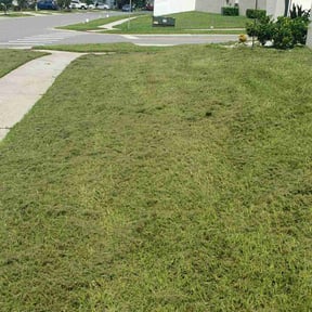 lawn care services by Hargett lawn services reviewed on August 2, 2023
