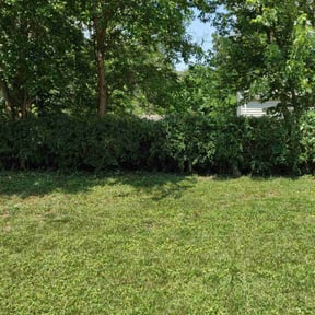 Bush Trimming by Lawn Kingz reviewed on August 16, 2025