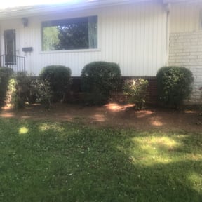 Bush Trimming by DPP Services reviewed on August 19, 2025