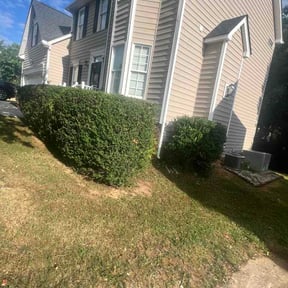 Bush Trimming by P And B Lawn-care Plus reviewed on June 20, 2026