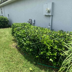 Bush Trimming by Shortys handyman lawn and snow removal reviewed on August 14, 2025