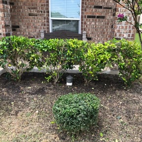 Bush Trimming by Diverse Capital Fence and Lawn Services reviewed on August 18, 2025
