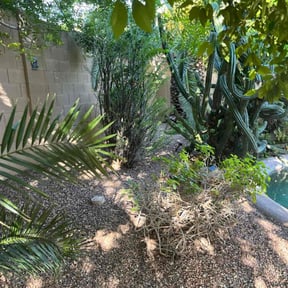 Leaf Removal by Cream of the Cut Lawn Care reviewed on September 10, 2025