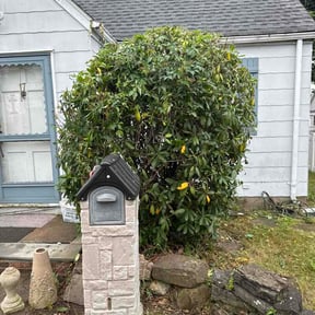 Bush Trimming by JJ&amp; sons reviewed on June 28, 2026